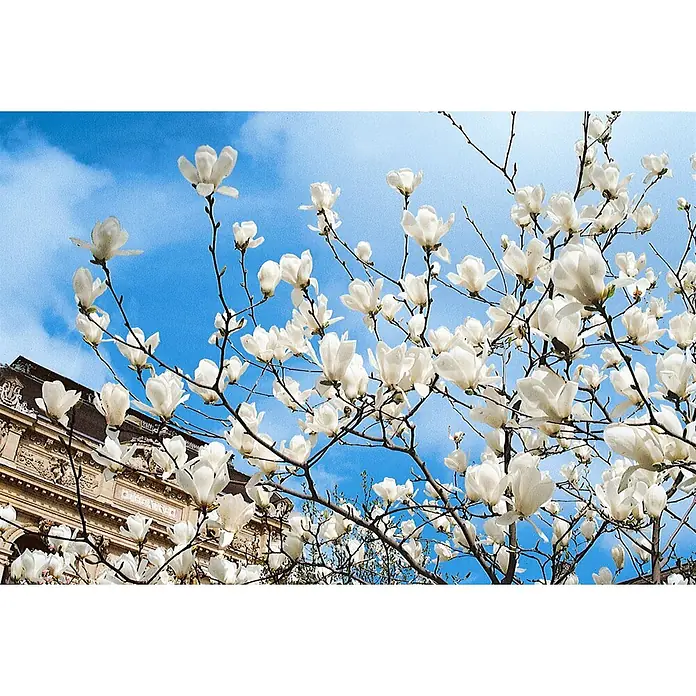 Pflanzen für dich Magnolie 40-60 cm - Magnolia × soulangeana 'Alba Superba', Aktuelle Wuchshöhe: 40 cm - 60 cm - Weiße Magnolienblüten an Zweigen vor blauem Himmel, mit einem Gebäude teilweise sichtbar im Hintergrund.