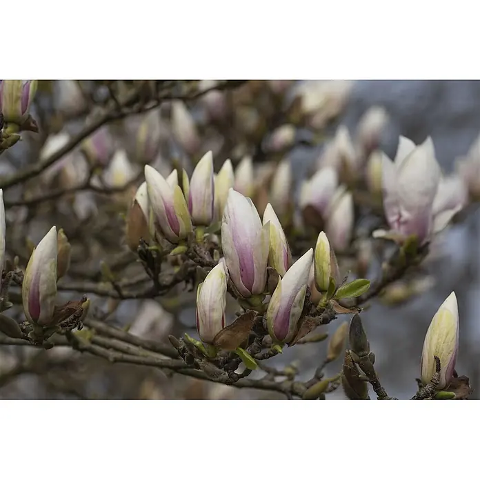 Pflanzen für dich Magnolie 40-60 cm - Magnolia × soulangeana 'Alba Superba', Aktuelle Wuchshöhe: 40 cm - 60 cm - Zahlreiche weiße Magnolienknospen mit rosa und grünen Farbtönen sind auf braunen Ästen, einige beginnen sich zu öffnen.