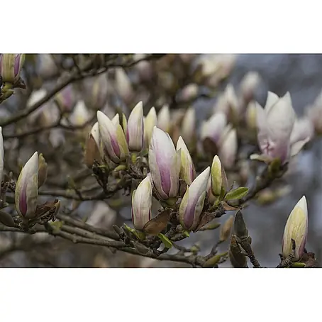 Pflanzen für dich  Magnolie 40-60 cm
