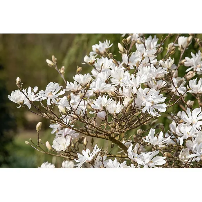 Pflanzen für dich Magnolie 15-20 cm - Magnolia stellata 'Royal Star', Aktuelle Wuchshöhe: 15 cm - 20 cm - Weiße, sternförmige Blüten blühen üppig an einem holzigen Zweig.