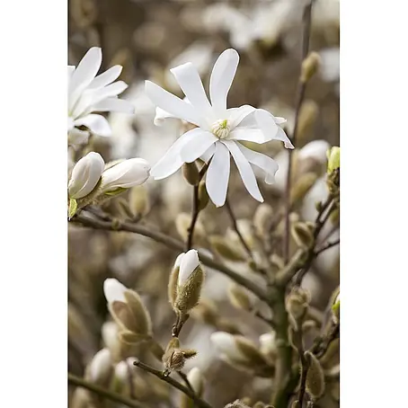 Pflanzen für dich  Magnolie 15-20 cm