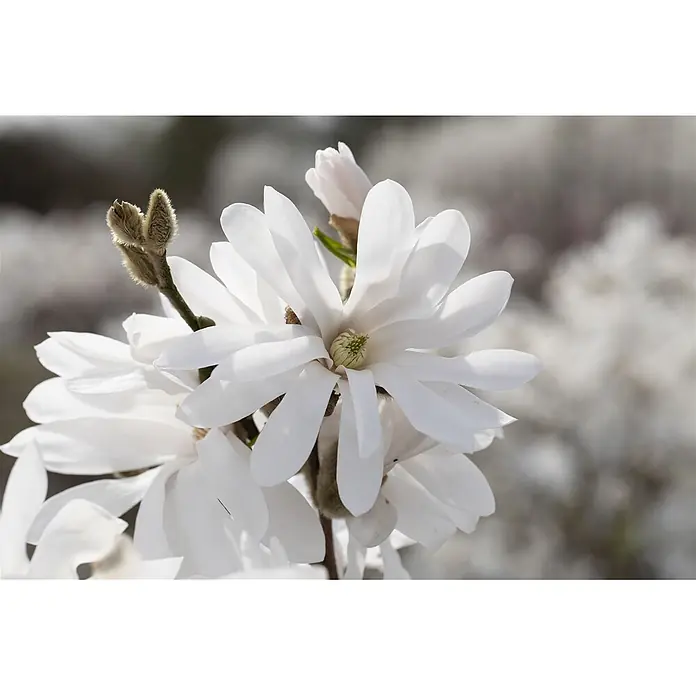 Pflanzen für dich Magnolie 15-20 cm - Magnolia stellata 'Royal Star', Aktuelle Wuchshöhe: 15 cm - 20 cm - Weiße Magnolienblüten mit zarten Blütenblättern und pelzigen Knospen an einem Ast blühend.