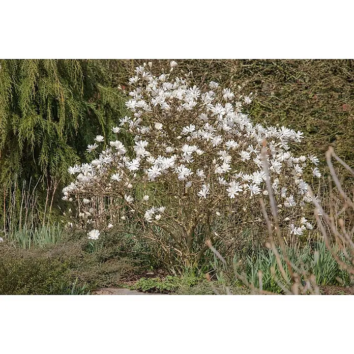 Pflanzen für dich Magnolie 15-20 cm - Magnolia stellata 'Royal Star', Aktuelle Wuchshöhe: 15 cm - 20 cm - Weißer Sternmagnolienbaum in voller Blüte mit zahlreichen weißen, sternförmigen Blüten und braunen Ästen.
