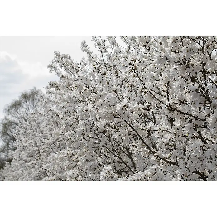 Pflanzen für dich Magnolie 15-20 cm - Magnolia stellata 'Royal Star', Aktuelle Wuchshöhe: 15 cm - 20 cm - Nahaufnahme eines blühenden Baumes mit zahlreichen weißen Magnolienblüten unter hellem Himmel.
