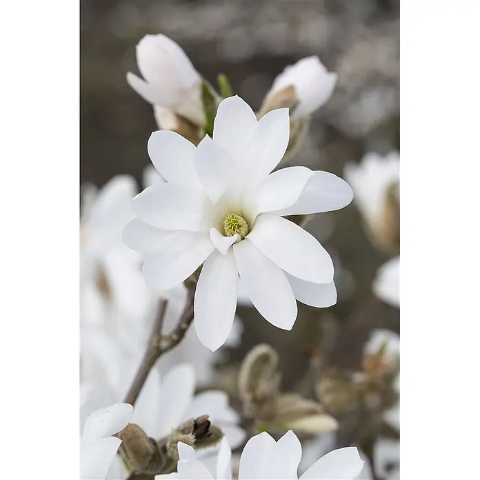 Pflanzen für dich Magnolie 15-20 cm - Magnolia stellata 'Royal Star', Aktuelle Wuchshöhe: 15 cm - 20 cm - Nahaufnahme einer weißen, geöffneten Blüte mit mehreren Blütenblättern und grünem Zentrum, an einem Ast mit unscharfen Knospen.
