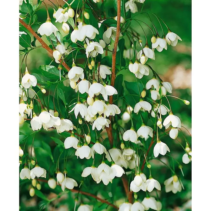 Pflanzen für dich Magnolie 125-150 cm - Styrax japonicus, Aktuelle Wuchshöhe: 125 cm - 150 cm - Weiße glockenförmige Blüten mit zarten Blütenblättern hängen an Ästen.
