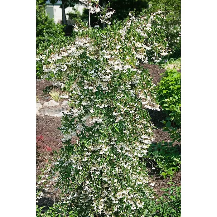 Pflanzen für dich Magnolie 125-150 cm - Styrax japonicus, Aktuelle Wuchshöhe: 125 cm - 150 cm - Eine hohe, schlanke Pflanze mit reichlich weißen, glockenförmigen Blüten und grünen Blättern in einer Gartenumgebung.