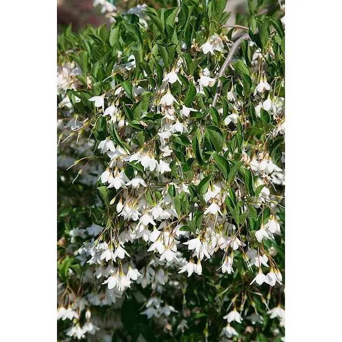 Pflanzen für dich Magnolie 125-150 cm - Styrax japonicus, Aktuelle Wuchshöhe: 125 cm - 150 cm - Dichter Busch mit vielen weißen, glockenförmigen Blüten und grünen Blättern.