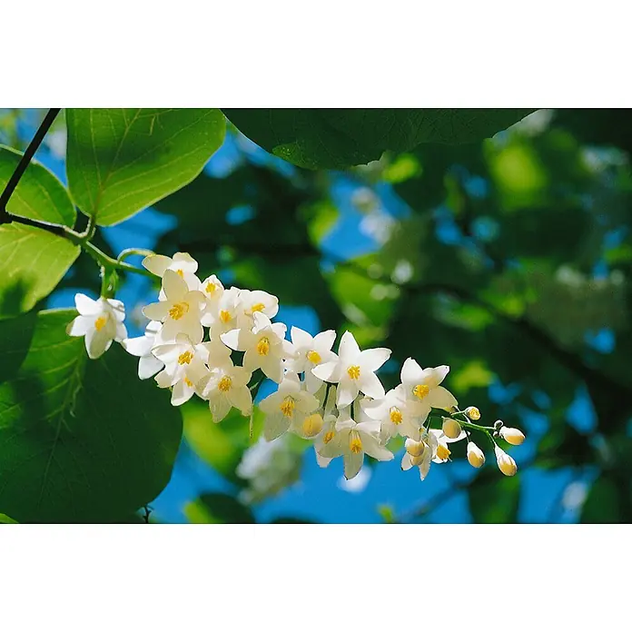 Pflanzen für dich Magnolie 125-150 cm - Styrax japonicus, Aktuelle Wuchshöhe: 125 cm - 150 cm - Weiße Blüten mit gelben Zentren an einem Zweig mit grünen Blättern.