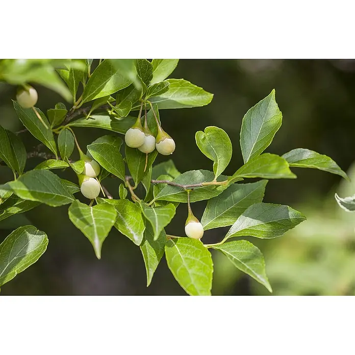 Pflanzen für dich Magnolie 125-150 cm - Styrax japonicus, Aktuelle Wuchshöhe: 125 cm - 150 cm - Hellgrüne, birnenförmige Früchte hängen an einem Ast mit leuchtend grünen Blättern.