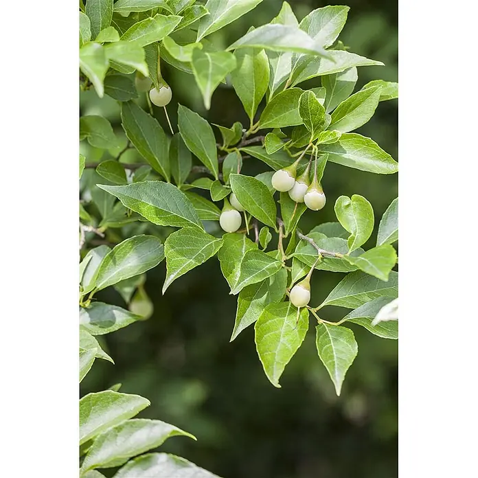 Pflanzen für dich Magnolie 125-150 cm - Styrax japonicus, Aktuelle Wuchshöhe: 125 cm - 150 cm - Ein Zweig mit leuchtend grünen Blättern und mehreren hellgrünen, tropfenförmigen Früchten in natürlicher Umgebung.
