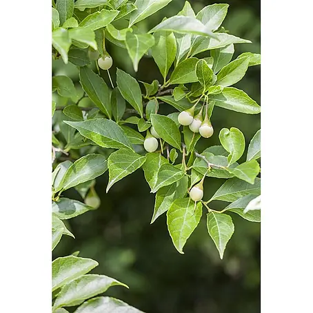 Pflanzen für dich  Magnolie 125-150 cm
