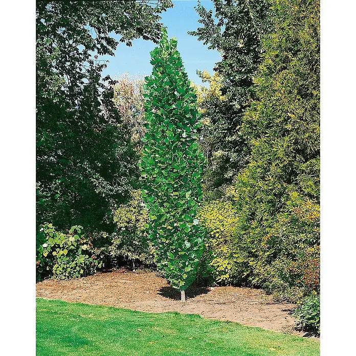 Pflanzen für dich Magnolie 100-125 cm - Liriodendron tulipifera 'Fastigiatum', Aktuelle Wuchshöhe: 100 cm - 125 cm - Hoher, schlanker grüner Baum mit dichtem Laub, in einem Garten gepflanzt.