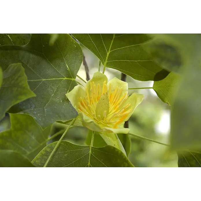 Pflanzen für dich Magnolie 100-125 cm - Liriodendron tulipifera 'Fastigiatum', Aktuelle Wuchshöhe: 100 cm - 125 cm - Blass gelb-grüne Tulpenbaumblüte mit leuchtend gelben Staubblättern, eingebettet in ihre markanten grünen Blätter.