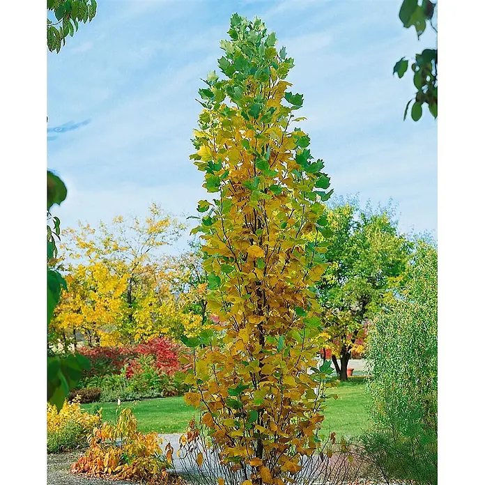Pflanzen für dich Magnolie 100-125 cm - Liriodendron tulipifera 'Fastigiatum', Aktuelle Wuchshöhe: 100 cm - 125 cm - Hoher, schlanker Säulenbaum mit leuchtend gelben und grünen Herbstblättern in einem farbenfrohen Garten.
