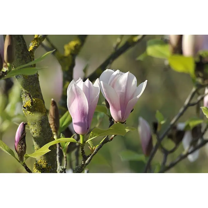 Pflanzen für dich Magnolie 40-60 cm - Magnolia × soulangeana 'Heaven Scent', Aktuelle Wuchshöhe: 40 cm - 60 cm - Zwei zarte rosa-weiße Magnolienblüten blühen an einem flechtenbewachsenen Ast, mit Knospen in der Nähe.