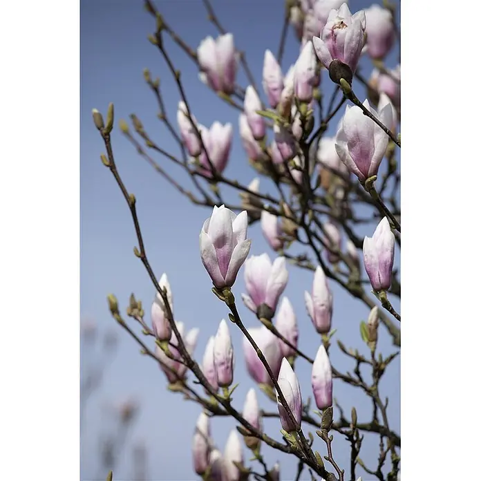 Pflanzen für dich Magnolie 40-60 cm - Magnolia × soulangeana 'Heaven Scent', Aktuelle Wuchshöhe: 40 cm - 60 cm - Zartrosa-weiße Magnolienblüten in verschiedenen Blühstadien an dunklen Ästen vor blauem Himmel.