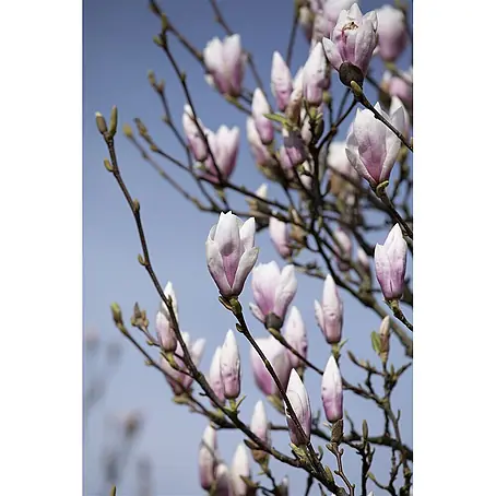 Pflanzen für dich  Magnolie 60-80 cm