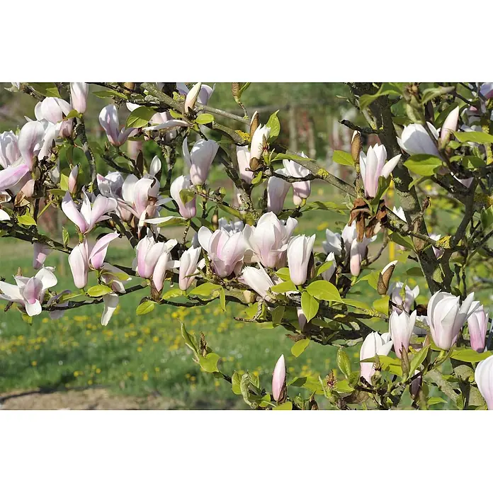 Pflanzen für dich Magnolie 40-60 cm - Magnolia × soulangeana 'Heaven Scent', Aktuelle Wuchshöhe: 40 cm - 60 cm - Weiße und rosa Magnolienblüten an grünen Zweigen, einige noch Knospen.