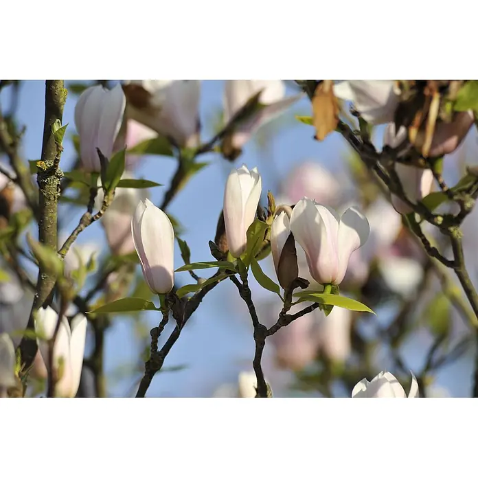Pflanzen für dich Magnolie 40-60 cm - Magnolia × soulangeana 'Heaven Scent', Aktuelle Wuchshöhe: 40 cm - 60 cm - Nahaufnahme von blassrosa und weißen Magnolienknospen an Ästen vor blauem Himmel, einige beginnen sich zu öffnen.