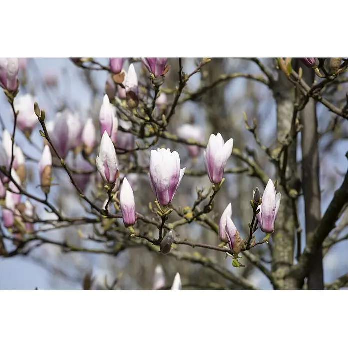 Pflanzen für dich Magnolie 40-60 cm - Magnolia × soulangeana 'Heaven Scent', Aktuelle Wuchshöhe: 40 cm - 60 cm - Rosafarbene und weiße Magnolienblüten an kahlen Ästen vor einem hellblauen Himmel.