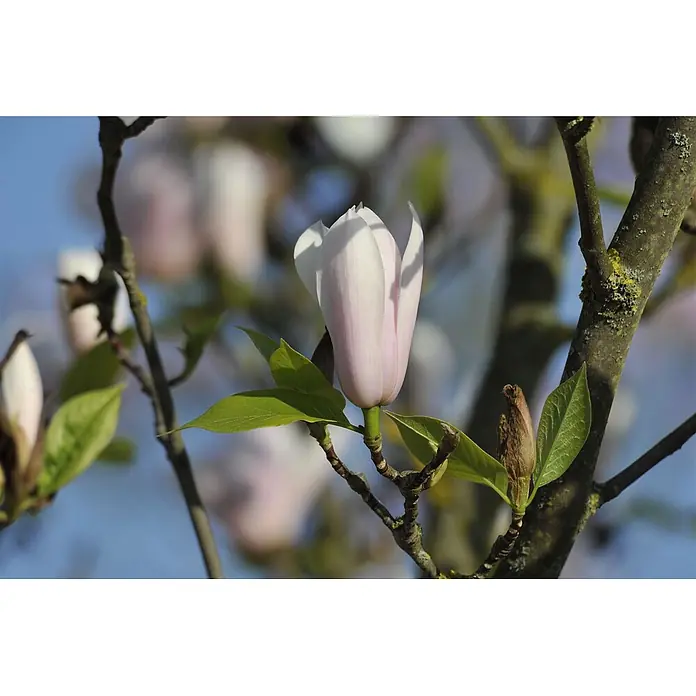 Pflanzen für dich Magnolie 40-60 cm - Magnolia × soulangeana 'Heaven Scent', Aktuelle Wuchshöhe: 40 cm - 60 cm - Teilweise geöffnete blassrosa Magnolienblüte an einem Ast mit grünen Blättern.