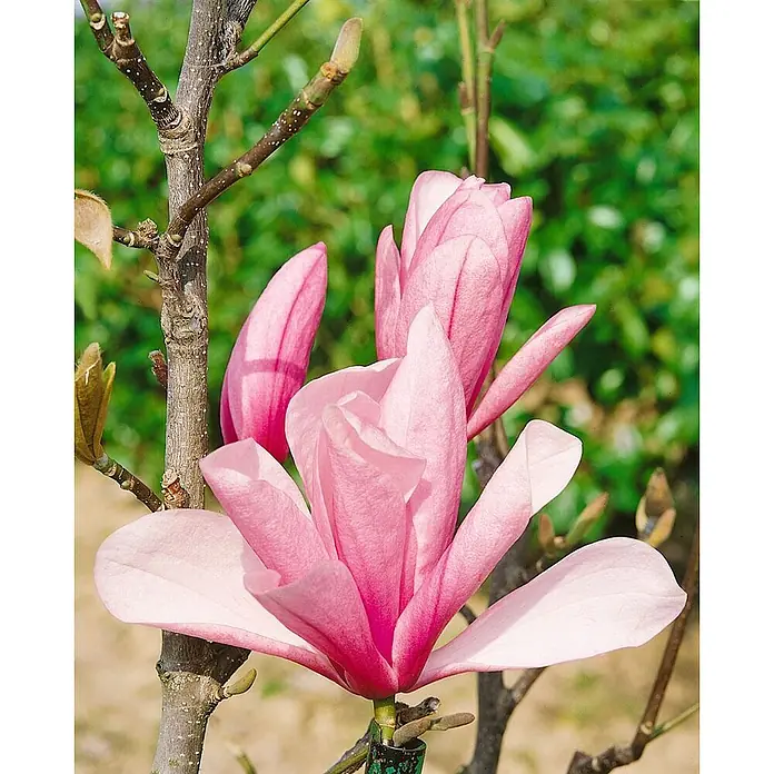 Pflanzen für dich Magnolie 100-125 cm - Magnolia 'Galaxy', Aktuelle Wuchshöhe: 100 cm - 125 cm - Nahaufnahme von leuchtend rosa Magnolienblüten in verschiedenen Blühstadien an braunen Ästen.