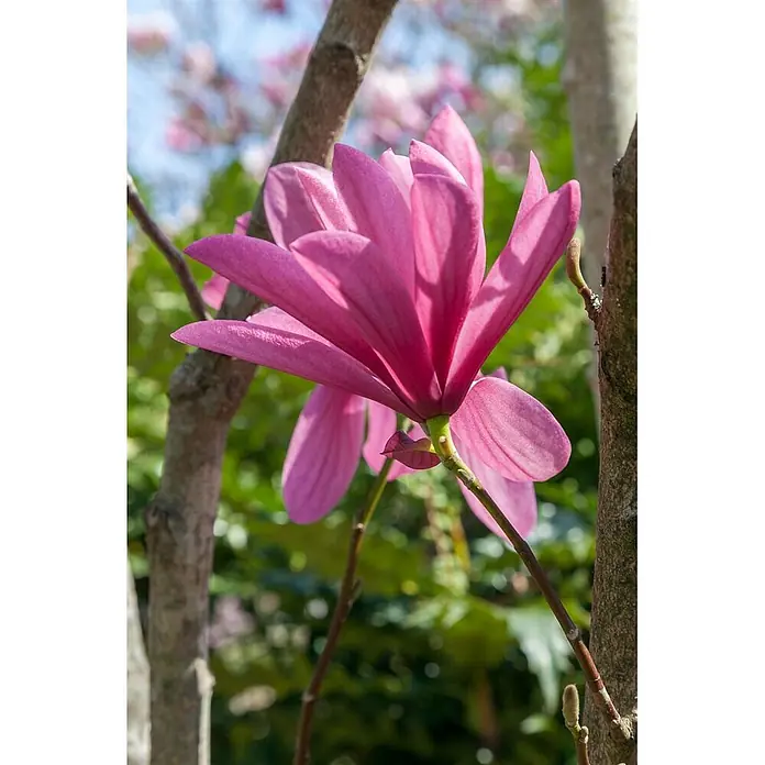 Pflanzen für dich Magnolie 100-125 cm - Magnolia 'Galaxy', Aktuelle Wuchshöhe: 100 cm - 125 cm - Eine leuchtend rosa Magnolienblüte am Baum, zwischen Ästen sichtbar.