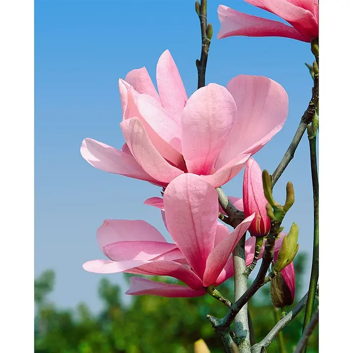 Pflanzen für dich Magnolie 100-125 cm - Magnolia 'Galaxy', Aktuelle Wuchshöhe: 100 cm - 125 cm - Lebhaft pinke Magnolienblüten und Knospen an Ästen.