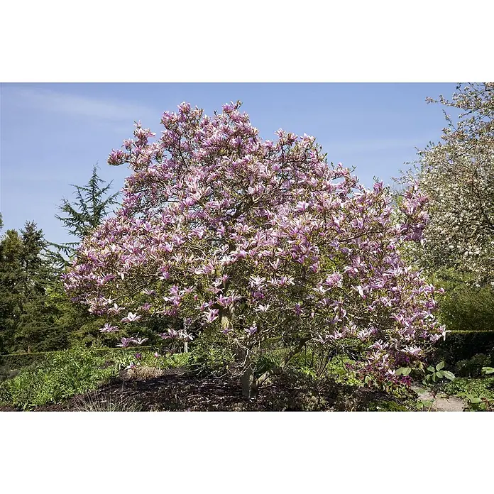 Pflanzen für dich Magnolie 100-125 cm - Magnolia 'Galaxy', Aktuelle Wuchshöhe: 100 cm - 125 cm - Ein prächtiger Magnolienbaum in voller Blüte, bedeckt mit rosa und lila Blüten, steht in einem lebhaften Garten unter blauem Himmel.