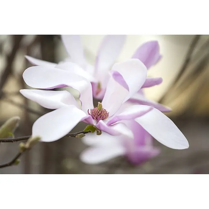 Pflanzen für dich Magnolie 60-80 cm - Magnolia liliiflora 'Susan', Aktuelle Wuchshöhe: 60 cm - 80 cm - Weiß-violette Magnolienblüten auf einem Ast mit Knospen.