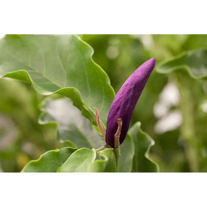 Pflanzen für dich Magnolie 60-80 cm - Magnolia liliiflora 'Susan', Aktuelle Wuchshöhe: 60 cm - 80 cm - Lebendige, violette Blütenknospe, lang und spitz, eingebettet in grüne Blätter.