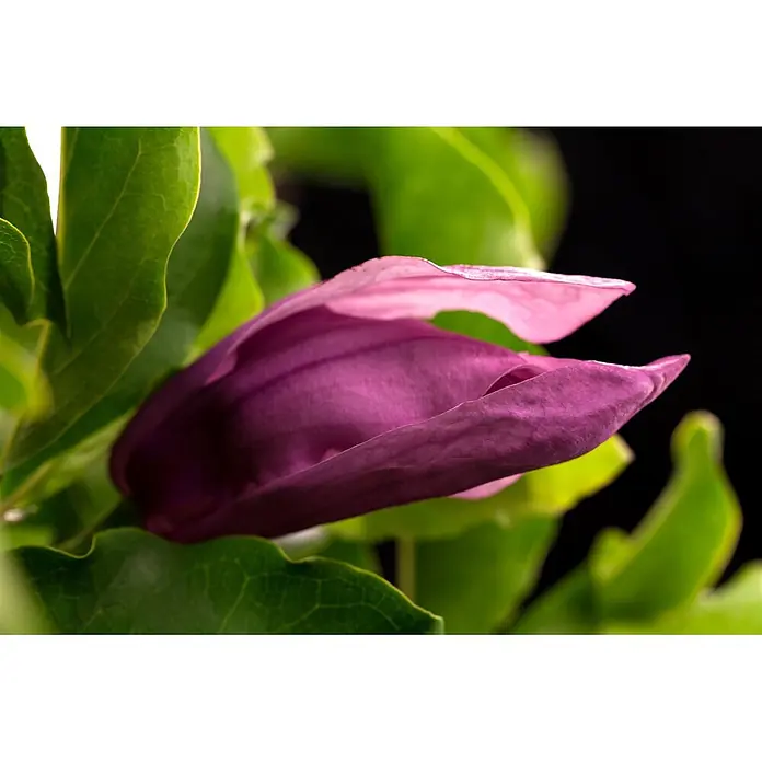 Pflanzen für dich Magnolie 60-80 cm - Magnolia liliiflora 'Susan', Aktuelle Wuchshöhe: 60 cm - 80 cm - Eine teilweise geöffnete lila Blütenknospe mit helleren rosa Rändern, eingebettet in leuchtend grüne Blätter.