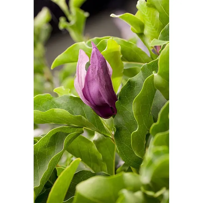 Pflanzen für dich Magnolie 60-80 cm - Magnolia liliiflora 'Susan', Aktuelle Wuchshöhe: 60 cm - 80 cm - Eine lebendige, teilweise geöffnete lila Blütenknospe inmitten üppiger grüner Blätter.