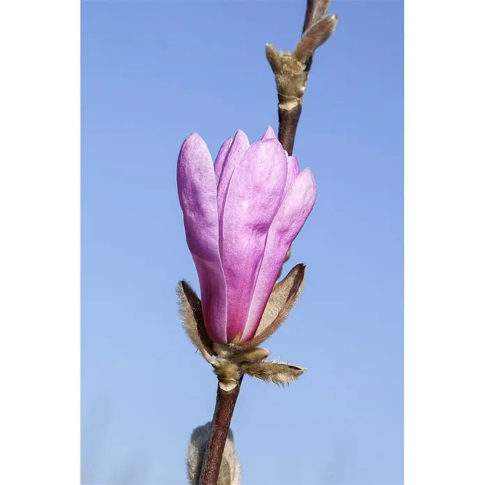 Pflanzen für dich Magnolie 40-60 cm - Magnolia liliiflora 'Susan', Aktuelle Wuchshöhe: 40 cm - 60 cm - Eine leuchtend violette Magnolienblütenknospe, teilweise geöffnet, mit pelzigen braunen Kelchblättern an einem Ast vor blauem Himmel.