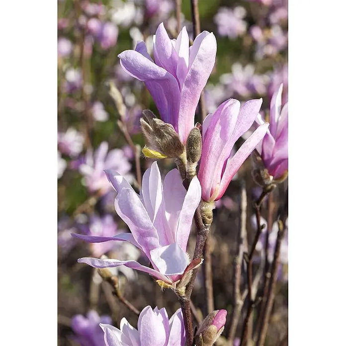 Pflanzen für dich Magnolie 60-80 cm - Magnolia liliiflora 'Susan', Aktuelle Wuchshöhe: 60 cm - 80 cm - Hellviolette Magnolienblüten an einem Ast, mit flaumigen Knospen und unscharfem Blumenhintergrund.