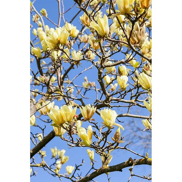 Pflanzen für dich Magnolie 60-80 cm - Magnolia 'Sunsation', Aktuelle Wuchshöhe: 60 cm - 80 cm - Gelbe Magnolienblüten an Ästen vor blauem Himmel.