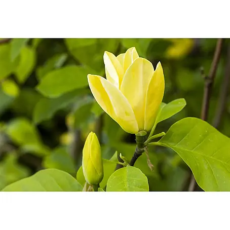 Pflanzen für dich  Magnolie 60-80 cm