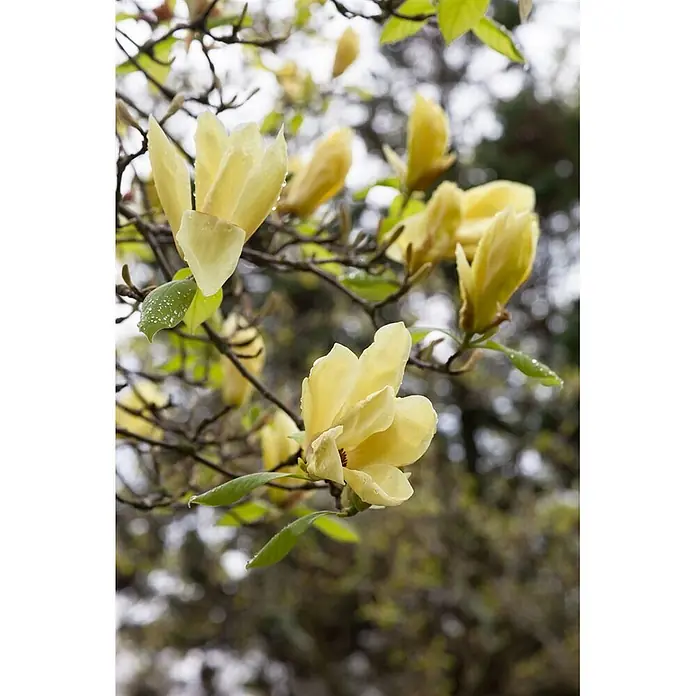 Pflanzen für dich Magnolie Magnolie - Magnolia × loebneri 'Maxine Merrill', Aktuelle Wuchshöhe: 80 cm - 100 cm - Gelbe Magnolienblüten mit Wassertropfen blühen an einem Ast.