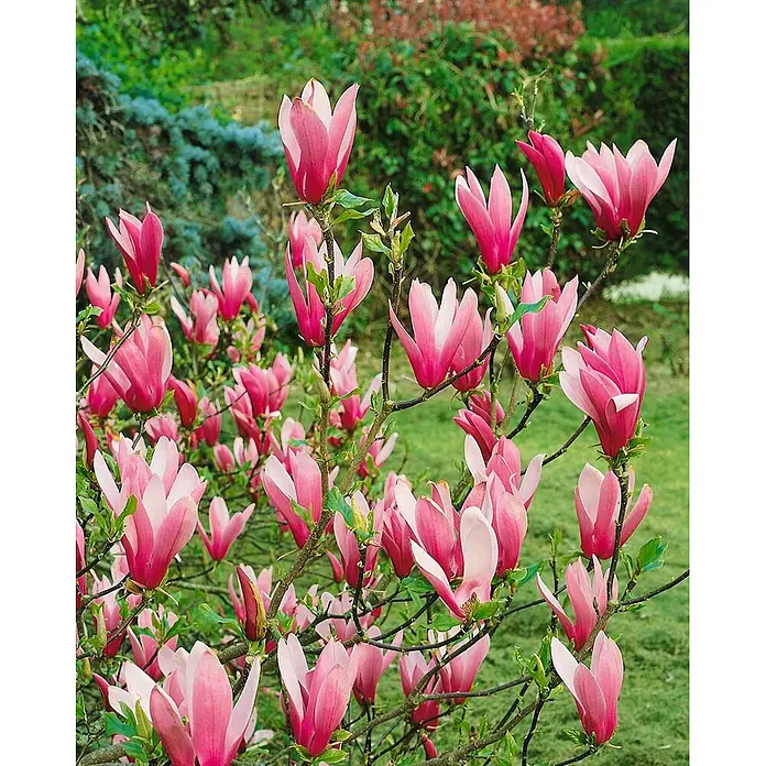 Pflanzen für dich Magnolie 40-60 cm - Magnolia liliiflora 'Nigra', Aktuelle Wuchshöhe: 40 cm - 60 cm - Nahaufnahme von leuchtend rosa Magnolienblüten an einem Strauch.