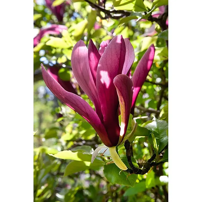 Pflanzen für dich Magnolie 40-60 cm - Magnolia liliiflora 'Nigra', Aktuelle Wuchshöhe: 40 cm - 60 cm - Eine leuchtend dunkelviolette Magnolienblüte blüht an einem Ast, mit unscharfem Laub.