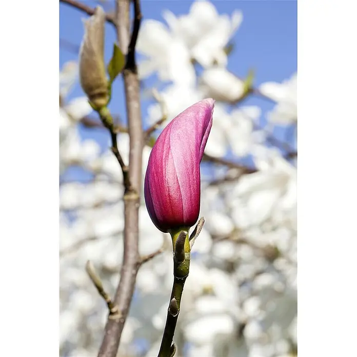 Pflanzen für dich Magnolie 40-60 cm - Magnolia liliiflora 'Nigra', Aktuelle Wuchshöhe: 40 cm - 60 cm - Eine leuchtend rosa Magnolienknospe an einem Ast, mit verschwommenen weißen Blüten und blauem Himmel im Hintergrund.