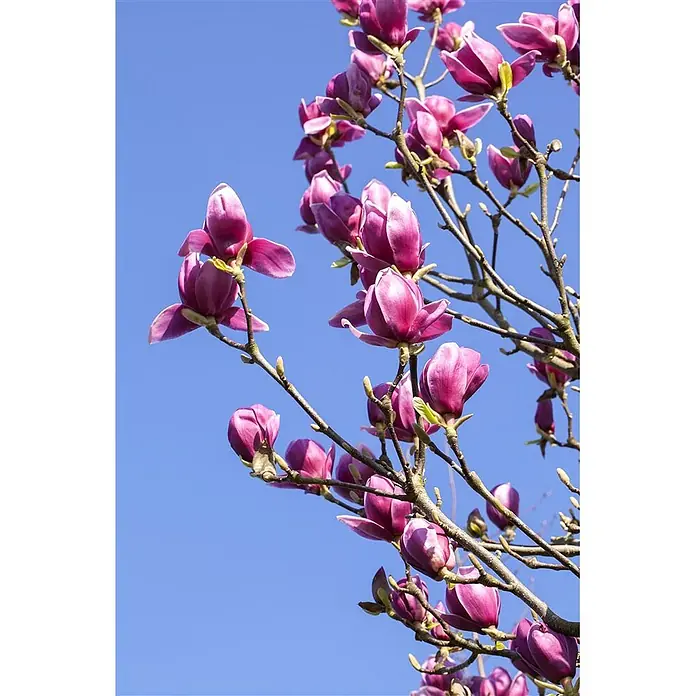 Pflanzen für dich Magnolie 40-60 cm - Magnolia liliiflora 'Nigra', Aktuelle Wuchshöhe: 40 cm - 60 cm - Nahaufnahme leuchtend pink-violetter Magnolienblüten an kahlen Zweigen vor blauem Himmel.