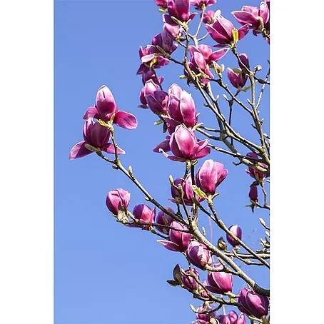 Pflanzen für dich  Magnolie 40-60 cm