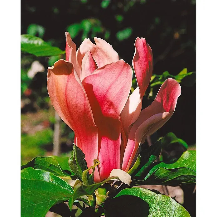 Pflanzen für dich Magnolie 40-60 cm - Magnolia liliiflora 'Nigra', Aktuelle Wuchshöhe: 40 cm - 60 cm - Lebhafte pink-orange Blüte mit grünen Blättern.