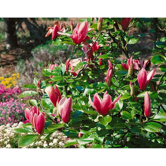 Pflanzen für dich Magnolie 40-60 cm - Magnolia liliiflora 'Nigra', Aktuelle Wuchshöhe: 40 cm - 60 cm - Rosa Magnolienblüten an einem grünen Busch in einem Garten.