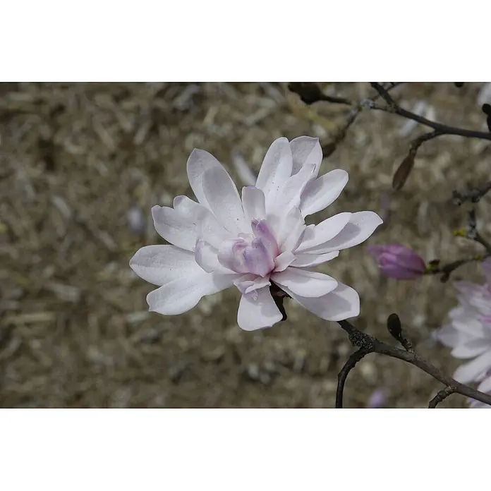 Pflanzen für dich Magnolie 15-20 cm - Magnolia stellata 'Rosea', Aktuelle Wuchshöhe: 15 cm - 20 cm - Zarte weiß-violette Magnolienblüten mit geöffneten Blütenblättern, an einem Ast mit Knospen blühend.