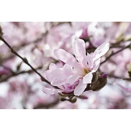 Pflanzen für dich  Magnolie 15-20 cm