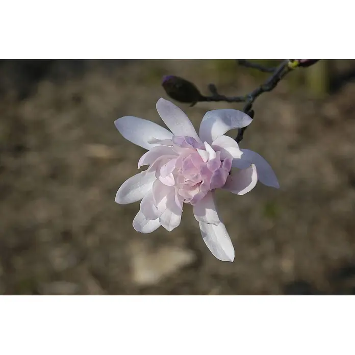 Pflanzen für dich Magnolie 15-20 cm - Magnolia stellata 'Rosea', Aktuelle Wuchshöhe: 15 cm - 20 cm - Hellrosa und weiße Blüte mit mehreren Blütenblättern an einem Ast, mit einer Knospe im Hintergrund.