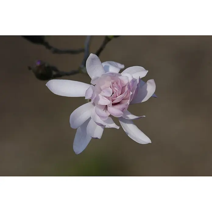 Pflanzen für dich Magnolie 15-20 cm - Magnolia stellata 'Rosea', Aktuelle Wuchshöhe: 15 cm - 20 cm - Mehrblättrige Blume blüht mit weißen und blassrosa Blütenblättern.